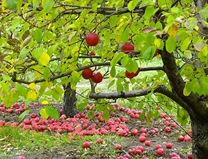 Apple tree with many red apples on the ground