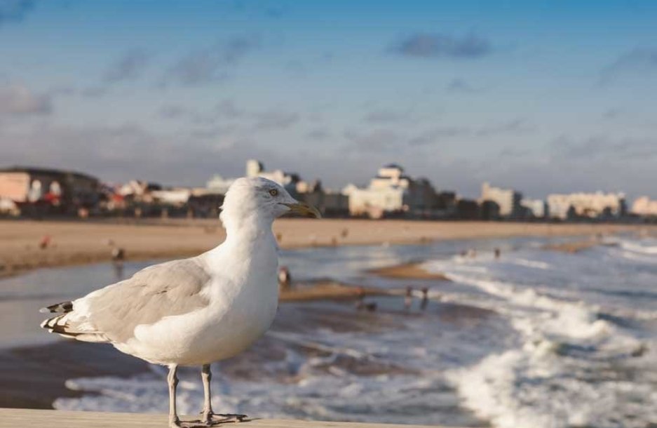 seagull-ocean-city-pier-beach-waves-cropped.jpg